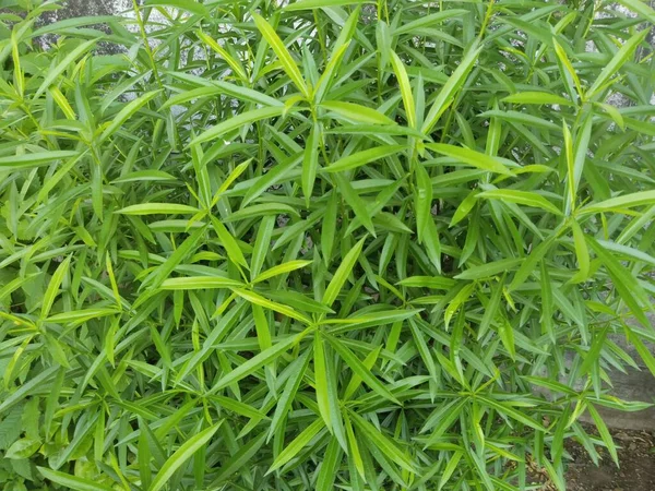 Hoja Árbol Naturaleza Fondo —  Fotos de Stock