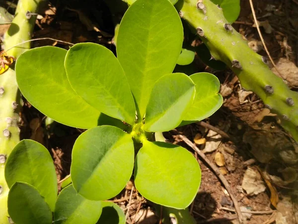 Hoja Árbol Naturaleza Fondo — Foto de Stock