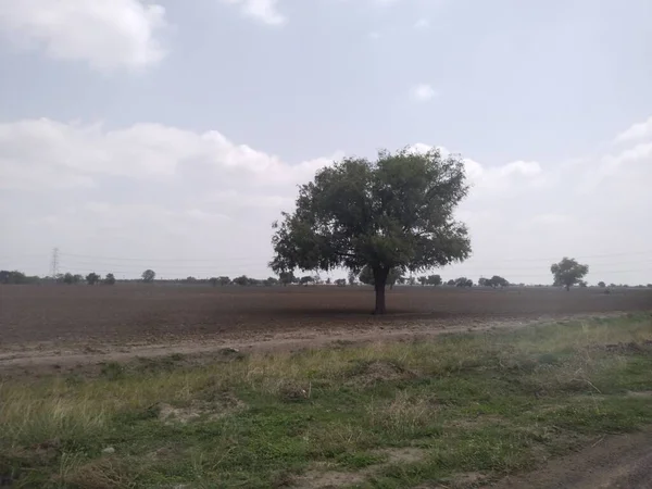 Hoja Árbol Naturaleza Fondo —  Fotos de Stock