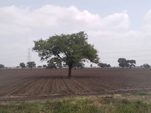 Hoja Árbol Naturaleza Fondo — Foto de Stock