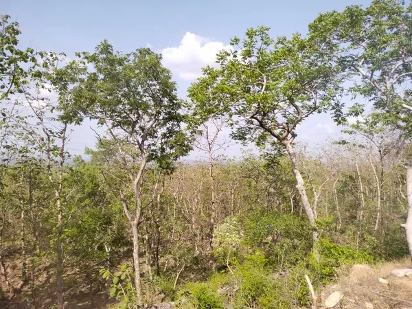 Павагад Видом Лес Горы — стоковое фото