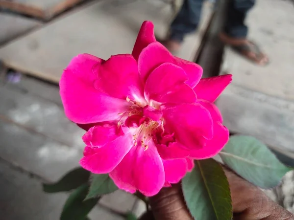 Roj Flower Background Check — Stockfoto