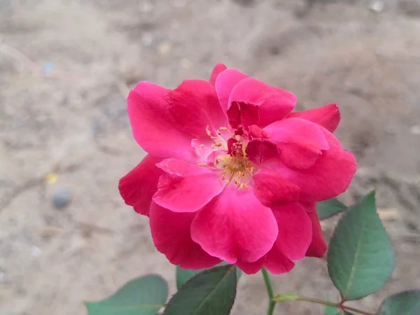 Roj Flower Background Check — Zdjęcie stockowe