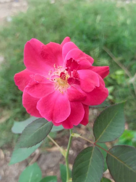 Roj Flower Background Check — Zdjęcie stockowe