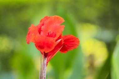 Sabah Taze Canna Çiçeği. Bulanık fotoğraf