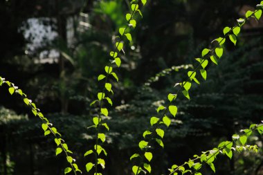 Tropikal ormanlarda ağaç dalları. Arka plan bulanık