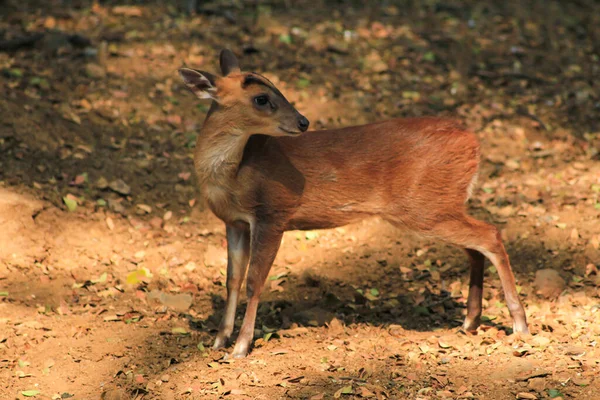 Chital Cheetal Пятнистый Олень Олень Axis Ложиться Смотреть Камеру Изолированы — стоковое фото