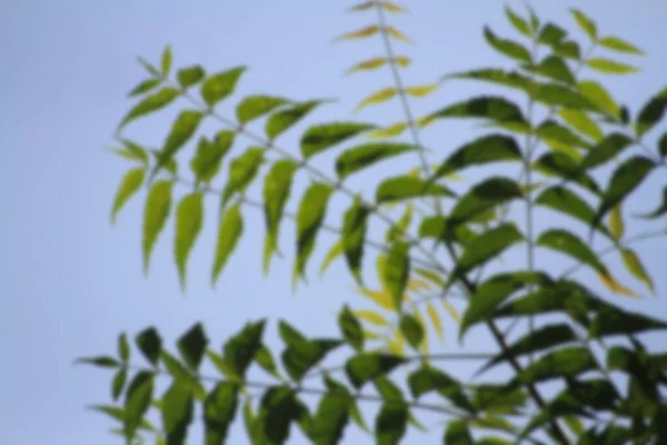 Ramas Árboles Bosque Blur Tropical Foto Fondo — Foto de Stock