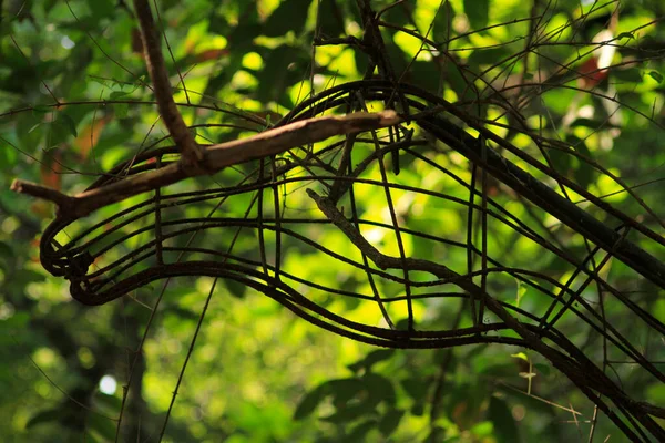 Ramas Árboles Bosque Blur Tropical Foto Fondo — Foto de Stock