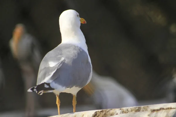 Baksidan Måsen Suddig Bakgrund Foto Stranden — Stockfoto