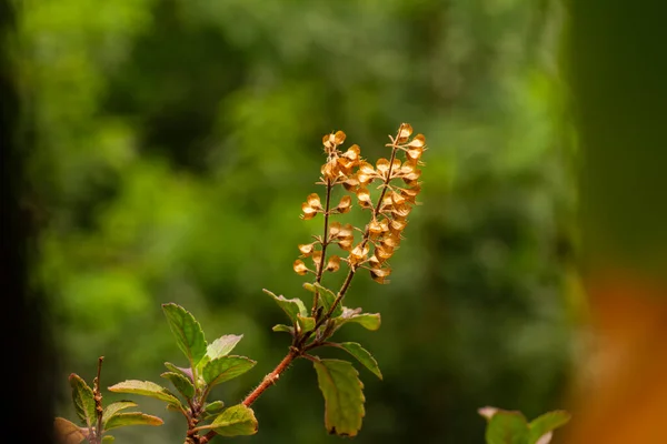 Basil Tulsi Closeup Indian Basil Plant Basil Organic Ayurveda Acreage — Stock Photo, Image