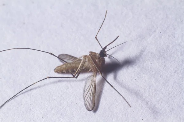 Tote Mücke Isoliert Auf Weißem Hintergrund Extreme Nahaufnahme — Stockfoto