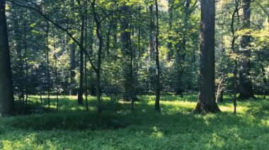 Sabah ormanında yürüyorum. Güneşin doğuşunda güneşli bir orman. Güçlü ağaçlar ve hafif sis. Ormanda muhteşem bir gün doğumu, ışınlar ağaçların dallarından geçer.