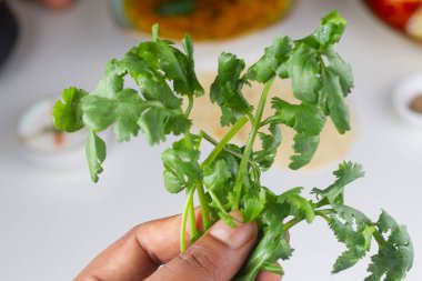 Elinde çiğ kişniş demeti tutan bir kişi hafif arka planda izole edilmiş..