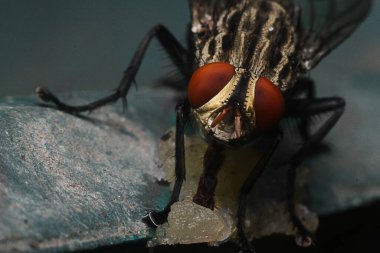 Ayrıntılı Sinek Yakın Çekimi Doğal Işıkta Yakalandı