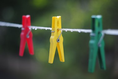 bir yağmur sonra mandal