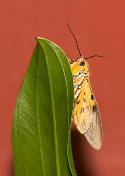 Asota Prodotti Falena Una Foglia Verde — Foto Stock