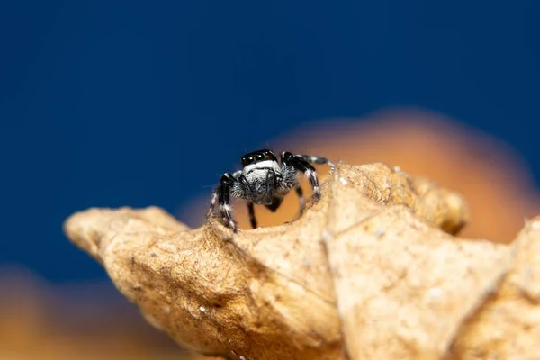 Černý Bílý Skákající Pavouk Suchém Listu — Stock fotografie