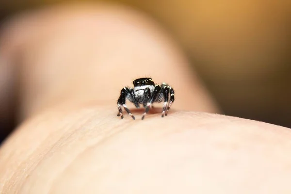 Aranha Salto Preto Branco Mão — Fotografia de Stock