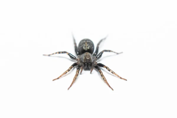 Černá Pavouk Makro Stock Fotografie Bílém Pozadí — Stock fotografie
