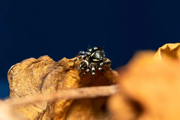 Schwarzweiß Springende Spinne — Stockfoto