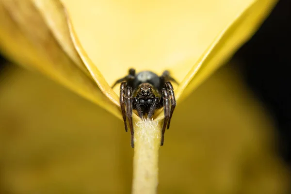 Malá Detailní Fotografie Makra Pavouka — Stock fotografie