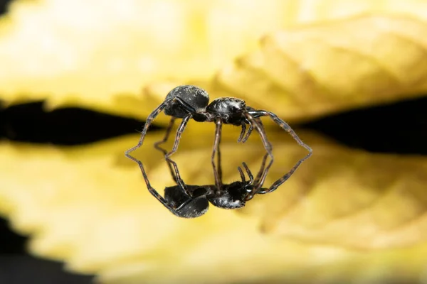 Kleine Spinne Steht Auf Einer Reflektierenden Oberfläche Archivfoto — Stockfoto