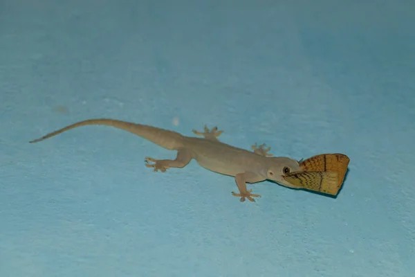 Casa India Lagarto Comer Polilla — Foto de Stock