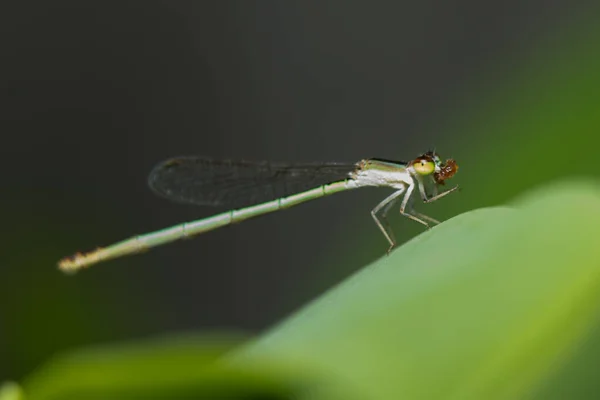 Damselflies Desfrutar Sua Comida — Fotografia de Stock