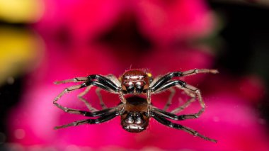 Sarı çizgili Yengeç Örümceği güzel bir refleksle