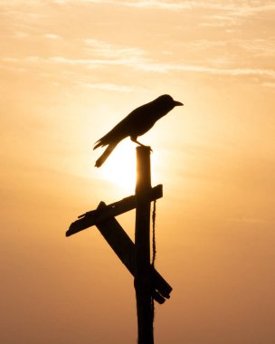 Crow, güneş siluetinin arkasına otur.