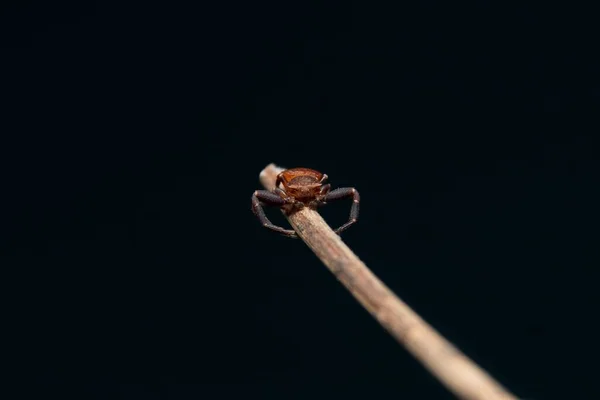 Bonito Caranguejo Aranhas Closeup Vista Stock Foto — Fotografia de Stock