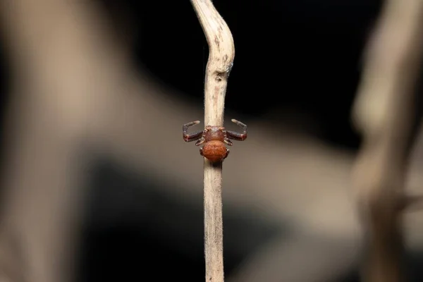 Vacker Krabba Spindlar Top View Stock Photo — Stockfoto