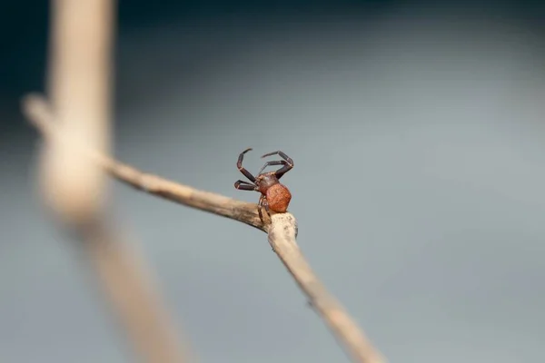Güzel Yengeç Örümcekleri Web Sayfası Fotoğrafını Sarıyorlar — Stok fotoğraf