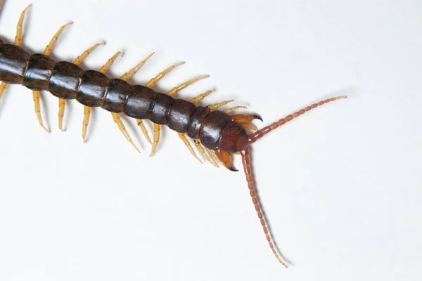 Common Indian Centipede Dents Gros Plan Photo Stock Arrière Plan — Photo