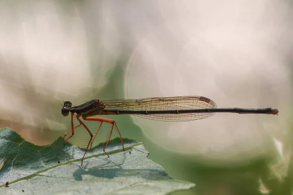 Damselflies Sitta Ett Löv Stock Foto — Stockfoto