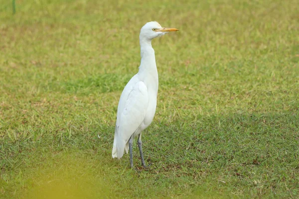 Oriental Grande Egret Andando Foto Stock Chão — Fotografia de Stock