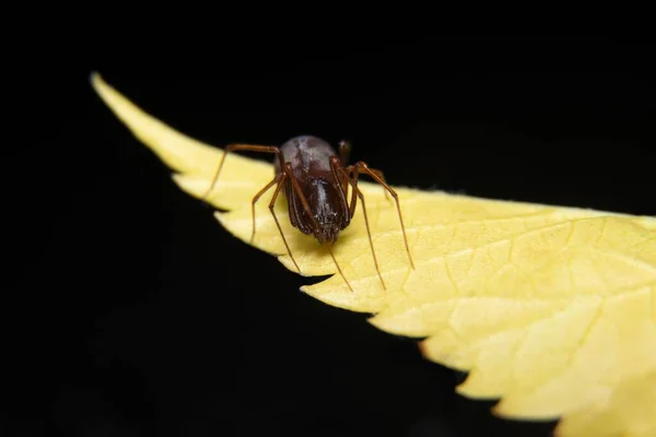 Escupiendo Araña Una Foto Hoja Amarilla — Foto de Stock