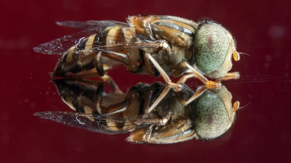 Spot Eyed Hoverfly Reflexão Perfeita Foto Stock — Fotografia de Stock