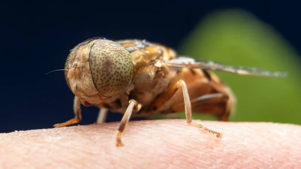 Spot Eyed Hoverfly Sitter Mitt Finger Stock Foto — Stockfoto