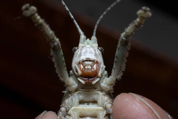 Beautiful Bark Katydid Mouth Closeup Stock Photo Stock Image