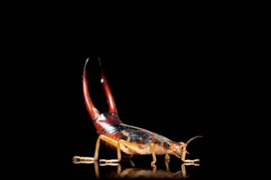 Earwig side view Picture stock photo clipart