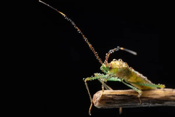 Heteroptera Leptocorisa Acuta Leeftijd Van Aftakking Zijaanzicht Stockfoto — Stockfoto