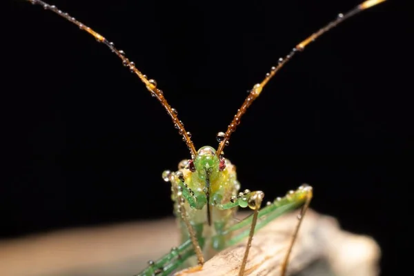 Heteroptera Leptocorisa Acuta Idade Ramo Com Chuva Gota Foto Stock — Fotografia de Stock