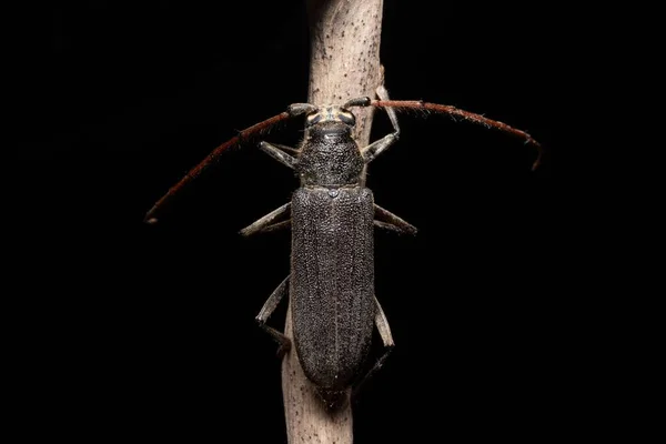 Longhorn Escarabajo Una Rama Stock Foto —  Fotos de Stock