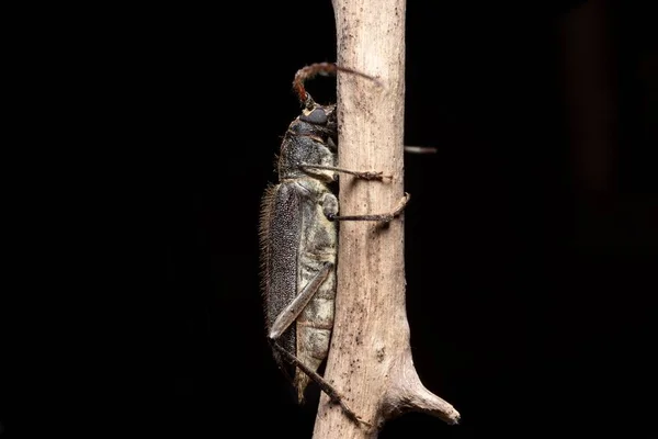 Longhorn Beetle Sit Dry Branch Stock Photo — Stock Photo, Image