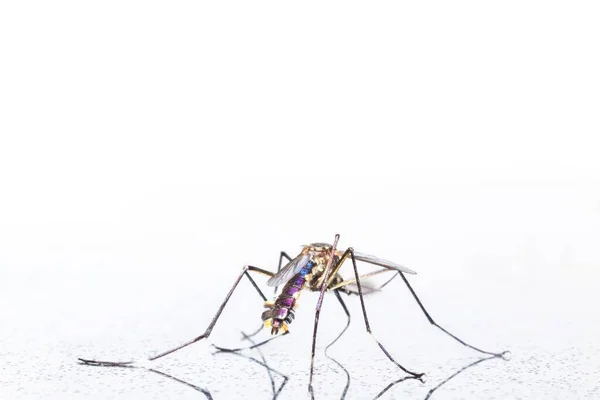 Güzel Yırtıcı Sivrisinekler Stok Fotoğrafı — Stok fotoğraf