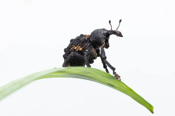 Mango Seed Weevil Κάθεται Ένα Πράσινο Φύλλο Φιλμ Λευκό Φόντο — Φωτογραφία Αρχείου