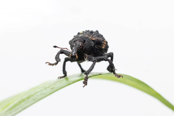 Mooie Mango Seed Weevil Stockfoto — Stockfoto