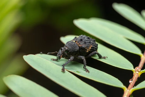 Sementes Manga Weevil Andando Folhas — Fotografia de Stock